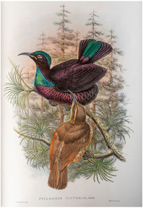 Monograph of the Paradiseidae, or Birds of Paradise, and Ptilonorhynchidae, or …