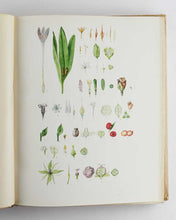 Load image into Gallery viewer, British Flowering Plants; Illustrated by Three Hundred Full-Page Coloured Plates …