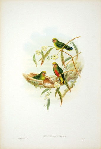 Pygmy Parrot