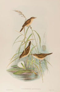 Reed Warbler. (Calamoherpe Arundinacea