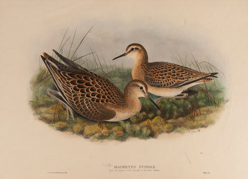 Ruff and Reeve in the plumage of the first Autumn. (Machetes