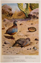 Load image into Gallery viewer, Birds of the Atlantic Islands [The Canaries, Madeira, The Azores, The …
