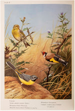 Load image into Gallery viewer, Birds of the Atlantic Islands [The Canaries, Madeira, The Azores, The …