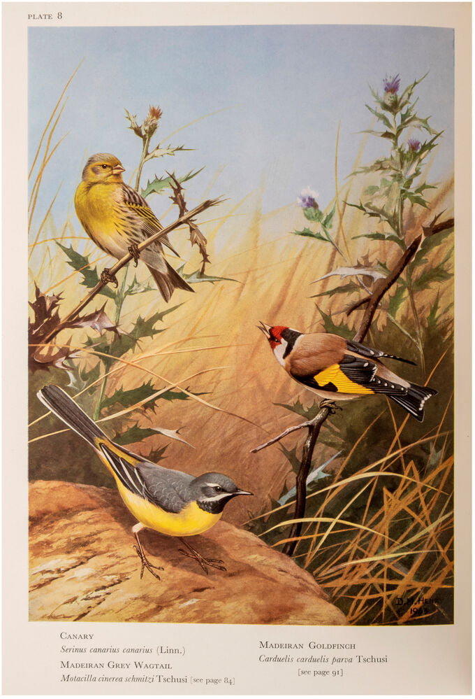 BANNERMAN, David A. and W. Mary… Birds of the Atlantic Islands [The C