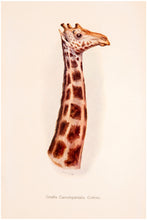 Load image into Gallery viewer, In Unknown Africa; A Narrative of Twenty Months Travel and Sport …