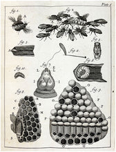 Load image into Gallery viewer, The Natural History of Bees; Contatnccount of Their Production, Oeconomy, The …