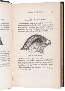 Descriptions of the rapacious birds of Great Britain