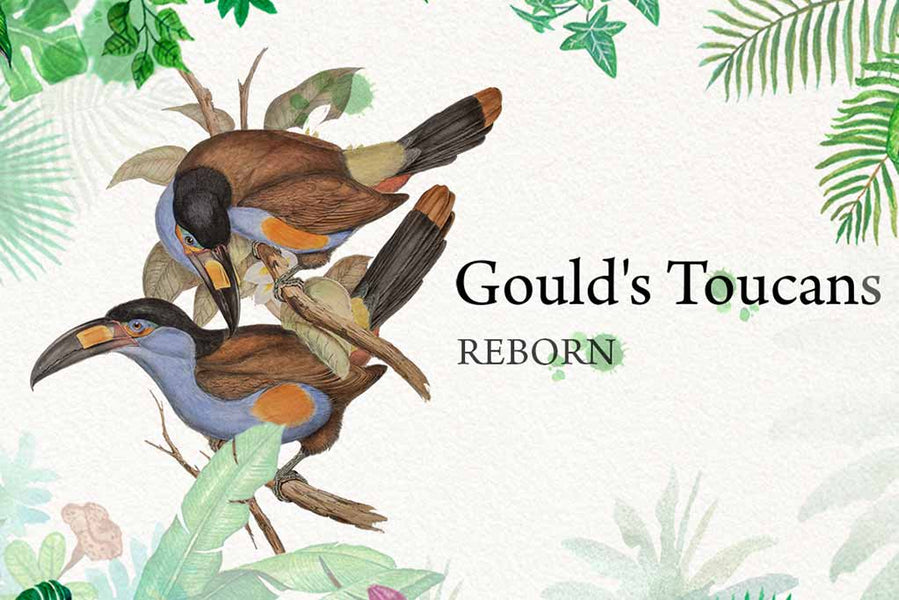 John Gould's family of toucans in video