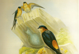 Birds & ornithology