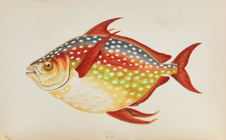 Marine life