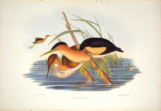 Richter after Gould. Minute Bittern. [[bmid:2002983]]
