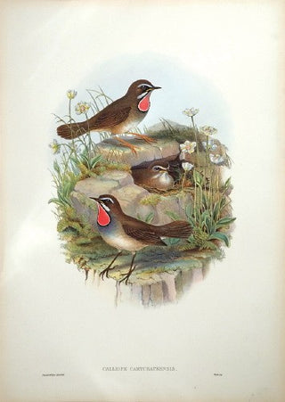 Hart after Gould. Siberian Ruby-throat. [[bmid:2002986]]