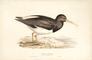 John and Elizabeth Gould. Oyster Catcher. [[bmid:2005105]]
