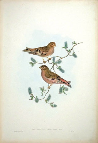 Hart after Gould. Rosy Finch. [[bmid:2005394]]