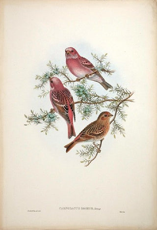 Hart after Gould. Rosy Grosbeak. [[bmid:2005395]]