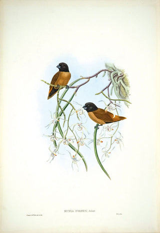 Hart after Gould. Forbes' Munia. [[bmid:2005396]]