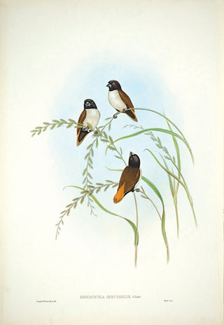 Hart after Gould. Orange-rumped Finch. [[bmid:2005397]]