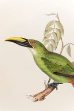 Load image into Gallery viewer, John and Elizabeth Gould. Peacock Groove-bill Aracari. [Pteroglossus pavoninus]. [[bmid:2005432a]]