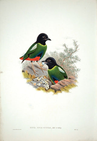 Hart after Gould. New Guinea Pitta. [[bmid:2005542]]