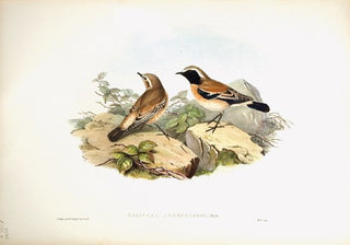Richter after Gould. Black-throated Stone-Chat. [[bmid:2005558]]