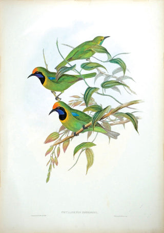 Richter after Gould. Hodgson's Phyllornis. [[bmid:2005565]]