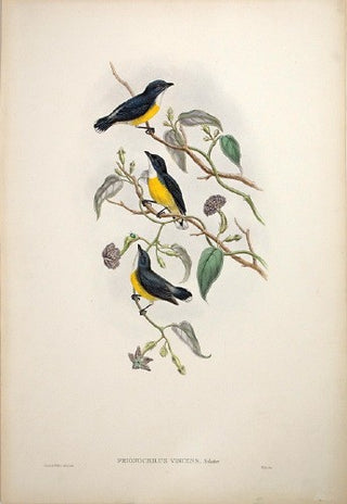 Hart after Gould. Legge's Flower-pecker. [[bmid:2005566]]
