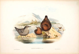 Richter after Gould Asiatic Water Ouzel [[bmid:2005567]]