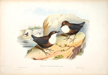 Load image into Gallery viewer, Richter after Gould Cashmerian Water Ouzel