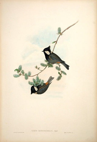 Richter after Gould. Rufous-naped Tit. [[bmid:2005582]]