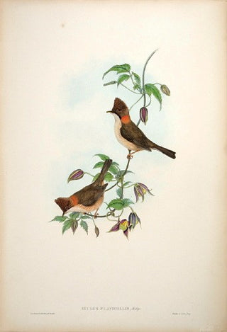 Richter after Gould. Crested Ixulus. [[bmid:2005589]]