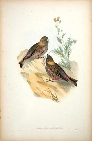 Richter after Gould. Brown-naped Mountain Finch. [[bmid:2005603]]