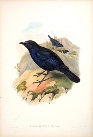 Richter after Gould. Formosan Whistling Thrush. [[bmid:2005604]]