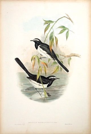 Richter after Gould. Great Pied Wagtail. [[bmid:2005613]]