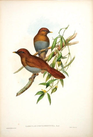 Richter after Gould. Black-and-yellow-billed Garrulax. [[bmid:2005617]]