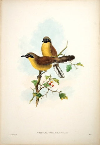 Hart after Gould. Black-chinned Garrulax. [[bmid:2005618]]