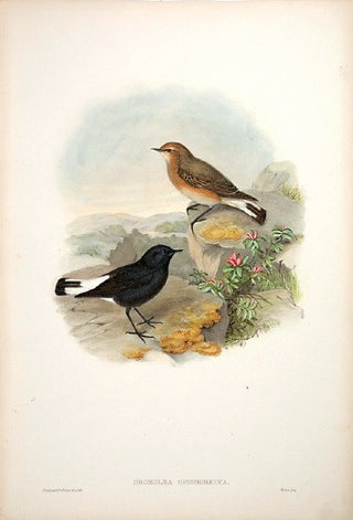 Richter after Gould. White-tailed Stone-Chat. [[bmid:2005623]]