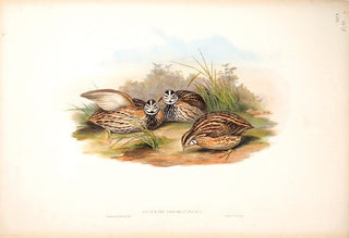 Richter after Gould. Coromandel Quail. [[bmid:2005626]]