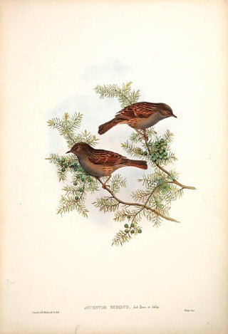 Richter after Gould. Ruddy Accentor. [[bmid:2005637]]