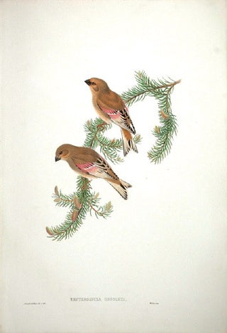 Hart after Gould. Rosy-winged Finch. [[bmid:2005660]]