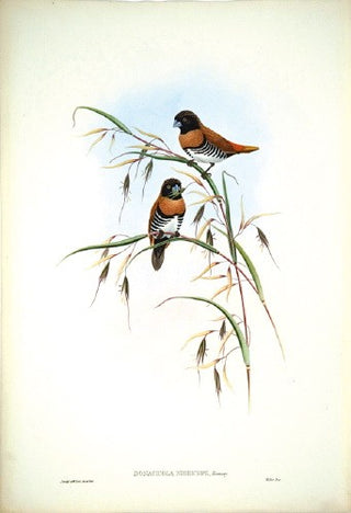 Hart after Gould. Black-cheeked Finch. [[bmid:2005662]]