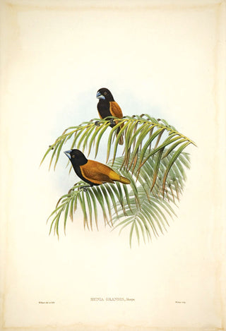 Hart del and lith. Large rufous-and-black Finch. [[bmid:2005663]]