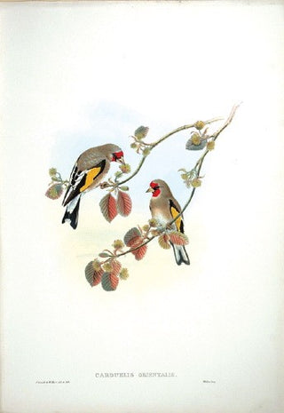 Hart after Gould. Eastern Goldfinch. [[bmid:2005745]]