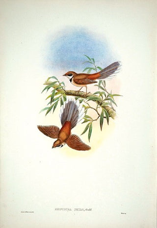 Hart after Gould. Wood-Fantail. [[bmid:2006476]]