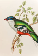 Load image into Gallery viewer, John and Elizabeth Gould. Cuba Trogon. [[bmid:2006484a]]