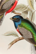 Load image into Gallery viewer, John and Elizabeth Gould. Purple-breasted Trogon. [[bmid:2006486a]]