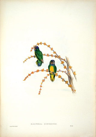 Hart after Gould. Mafoor Pygmy Parrot. [[bmid:2006535]]