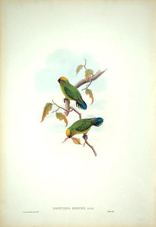 Hart after Gould. Ke-Island Pygmy Parrot. [[bmid:2006540]]