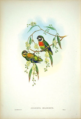 GOULD, John and W. HART. Black-cheeked Perroquet. [[bmid:2006547]]
