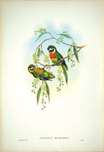 Load image into Gallery viewer, GOULD, John and W. HART. Black-cheeked Perroquet. [[bmid:2006547]]