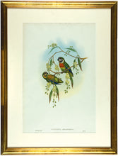 Load image into Gallery viewer, GOULD, John and W. HART. Black-cheeked Perroquet. [[bmid:2006547a]]